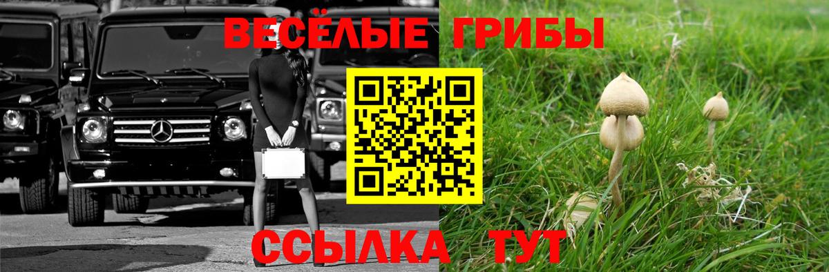 Галлюциногенные грибы Psilocybe Вичуга